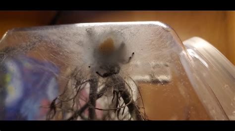 Jumping Spider Tending Fresh Egg Sac YouTube