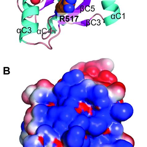 Crystal Structure Of The Hcgli C Terminal Domain A Ribbon