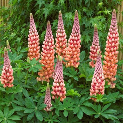 Lupinus Salmon Star Midwest Groundcovers Llc