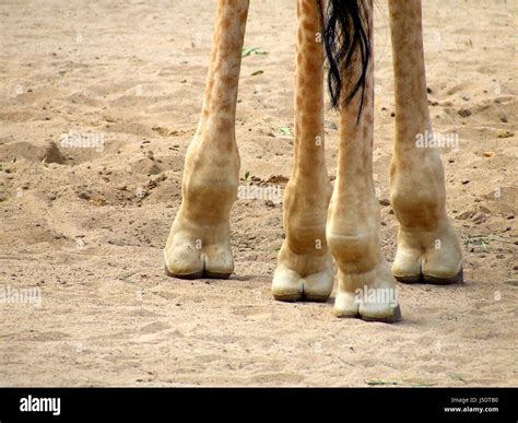 Giraffe feet hi-res stock photography and images - Alamy