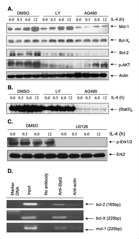 Il 4 Mediated Up Regulation Of Bcl 2 Bcl X L And Mcl 1 Depends Download Scientific Diagram