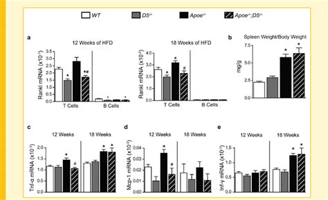 T Lymphocyte RANKL Increases In Atherosclerosis Via D5 A Expression