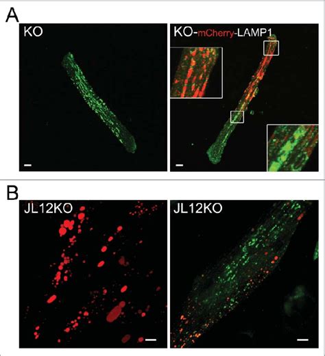 Assessment Of Ca 2c Levels And Distribution In Ko Fibers And In A New Download Scientific