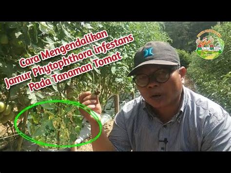 Cara Mengatasi Serangan Phytophthora Infestans Pada Tanaman Tomat Youtube