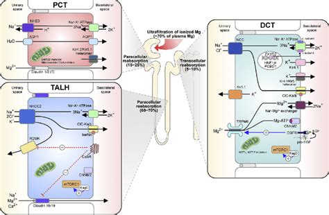 Magnesium Reabsorption In Proximal Convoluted Tubule Cortical Thick