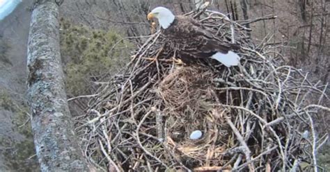 LIVE: Bald eagles nesting near Traverse City
