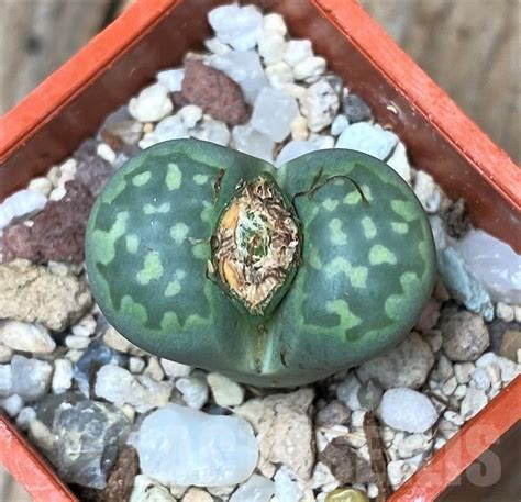 Shpr Lithops Julii Ssp Fulleri Fullergreen