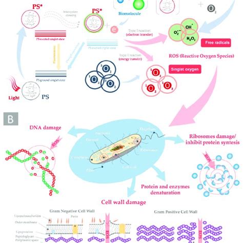 Schema Of Antimicrobial Photodynamic Therapy A Photoexcitation And Download Scientific