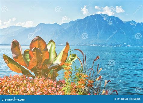 Flowers Blooming Embankment Of Geneva Lake In Montreux Stock Photo