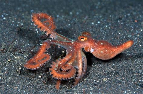 Premium Photo Starry Night Octopus Callistoctopus Luteus Sea Life