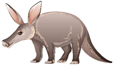 Aardvark Cute Png Transparent Images Free Download Vector Files Pngtree