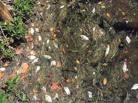 Photos Red Tide Impacts Tampa Bay Area