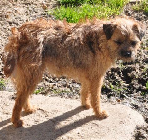 Chien Border Terrier I Wanna Be Your Love Der Landerland