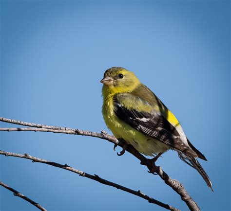 American Goldfinch Passerine Owen Deutsch Photography