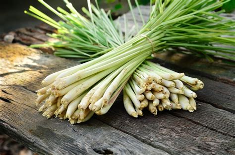 Amazing Benefits Of Lemongrass 5 Refreshing Recipes Lifehack