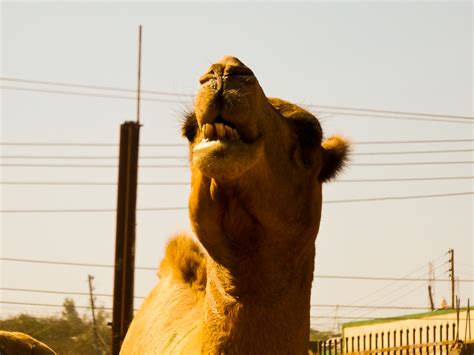 Photo Friday - Smiling Camel - Hargeisa, Somalia