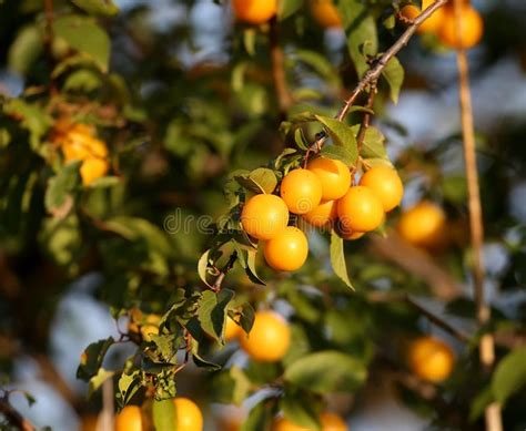 Bright Yellow Cherry Plum Prunus Cerasifera Stock Photo Image Of