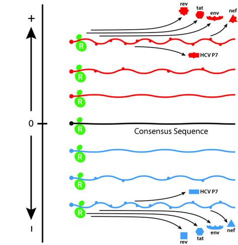 Phenotypic Effects Of RNA Quasispecies Complexity Two Dimensional