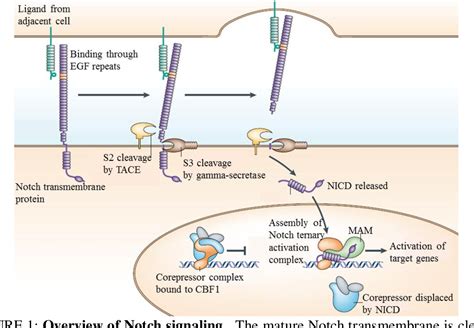 Figure From Mastermind Like Dependent Notch Target Gene Activation