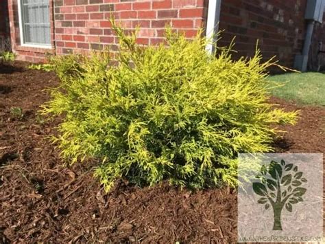 Lemon Cypress Tree Care Guide The Garden Style【2024】 🌲