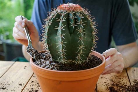 How To Repot A Cactus Bbc Gardeners World Magazine