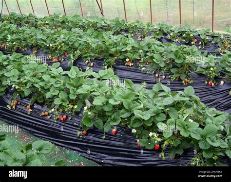 Greenhouse strawberry cultivation production in the countryside of ...