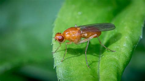 Male Fruit Flies Will Choose Sex Over Safety Technology Networks