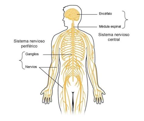 Peripheral Nervous System: Functions and Parts | 2024