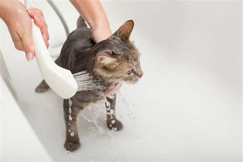 The Flea Bath For Cats: Classic But Effective ( Guide For Fleas)