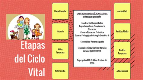 Etapas Del Ciclo Vital By Cindy Morazan On Prezi