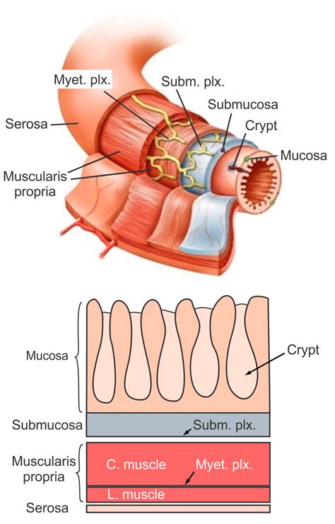 The Macro And Micro Mechanics Of The Colon And Rectum I Experimental