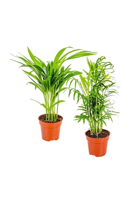 Serada Decor Plant Areka Da Palmiyesi Set Adet Mini I Mekan