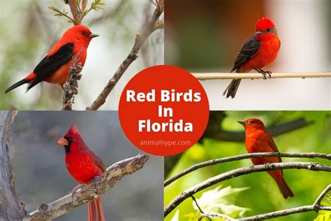 7 Red Birds Found In Florida (With Pictures) - Animal Hype