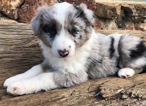 Wyprawka dla Border Collie jak przygotować dom na przybycie psa