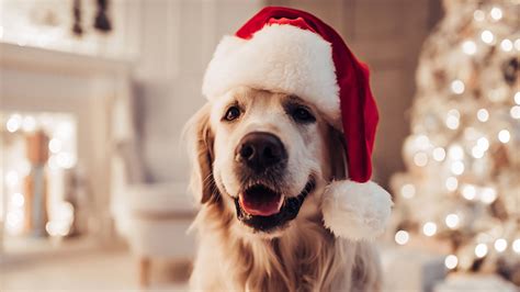 Raise The Woof First Ever Christmas Song For Dogs Has Been