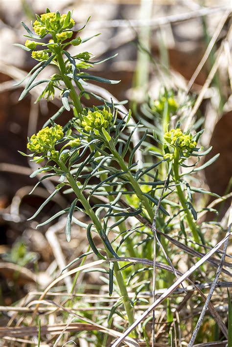 Cypress Spurge From Rockland County NY USA On April 14 2023 At 09 26