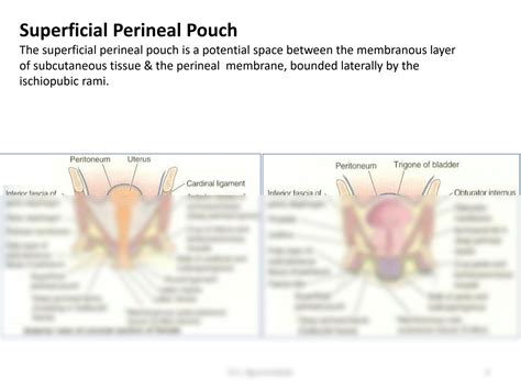 SOLUTION Urogenital Triangles And The Perineum Studypool