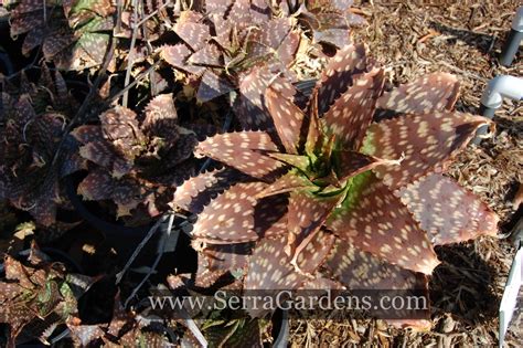 Aloe Maculata, Soap Aloe Plant - Cacti.com