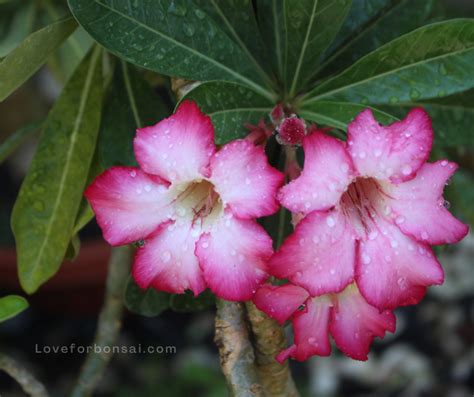 Desert Rose Plant Bonsai: How to Grow and Care for Your Own Little Adenium Tree - Love For Bonsai