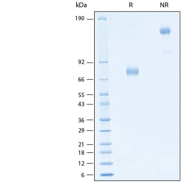 Recombinant Human Siglec 3 CD33 Fc Alexa Fluor 647 Protein AFR1137 020