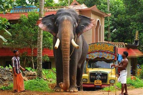 Elephant in Kerala | Elephant, Elephants photos, Kerala