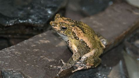 Puerto Rican Crested Toad: Saving an Endangered Species