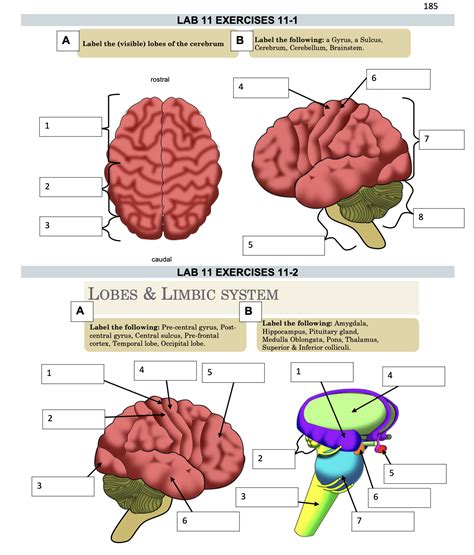 Solved 185 LAB 11 EXERCISES 11-1 A Label the (visible) lobes | Chegg.com