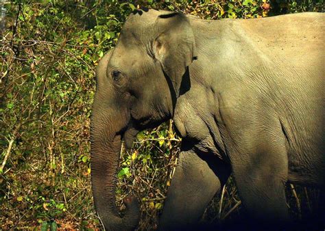 Picture 10 of 12 - Indian Elephant (Elephas Maximus Indicus) Pictures ...