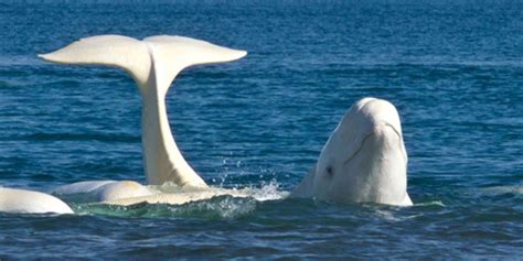 Beluga habitat concerns delay Energy East pipeline terminal | Canadian Geographic