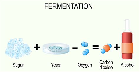 Fermentation Chemistry