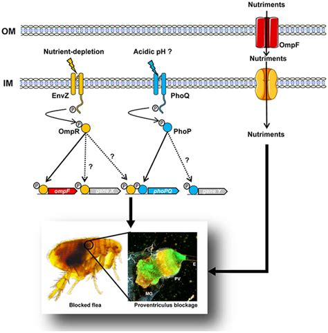 Nutrient Depletion May Trigger The Yersinia Pestis OmpR EnvZ Regulatory