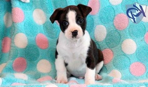 Boston Terrier Mix Puppies | PETSIDI