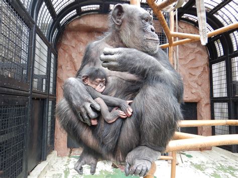 横浜市立野毛山動物園≪公式≫ On Twitter チンパンジー の赤ちゃんが誕生して、今日でちょうど2週間が経過しました。 これから