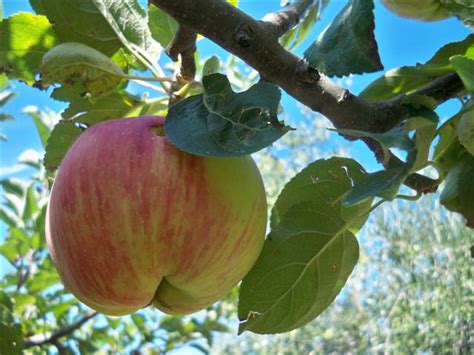 Papavero Di Campo Confettura Di Fichi Bianchi E Mele